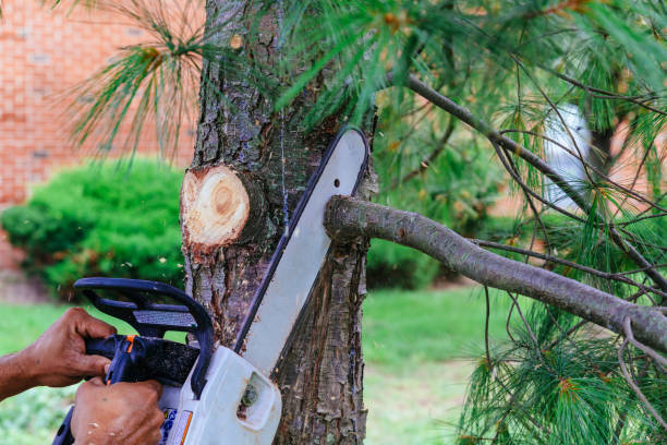 Livingston, MT Tree Service Company